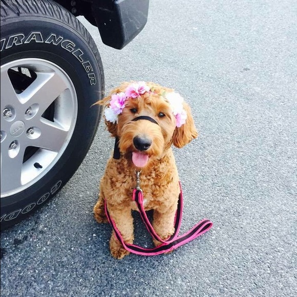 Meet the posher - Picture 8 of 8